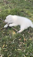 Bailey, a female Great Pyrenees for sale in Demotte, IN – Photo 2 of 6