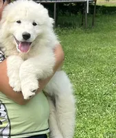 Bailey, a female Great Pyrenees for sale in Demotte, IN – Photo 6 of 6