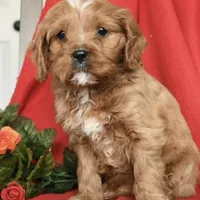 Candy , a female Cavapoo for sale in Alexandria, VA – Photo 2 of 2
