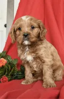 Candy , a female Cavapoo for sale in Alexandria, VA – Photo 2 of 2