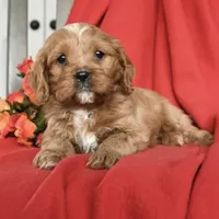 Candy , a female Cavapoo for sale in Alexandria, VA – Photo 1 of 2