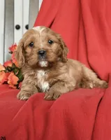 Candy , a female Cavapoo for sale in Alexandria, VA – Photo 1 of 2