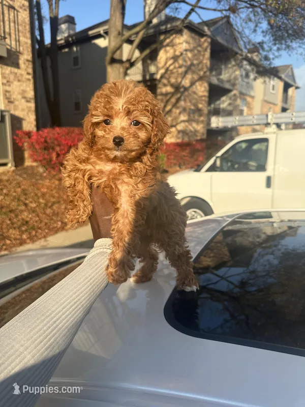 Jennifer, a female Poodle - Toy  for sale in Alexandria, VA – Photo 1 of 3