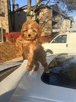 Jennifer, a female Poodle - Toy  for sale in Alexandria, VA – Photo 1 of 3