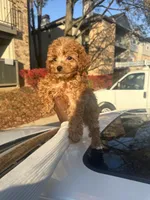 Jennifer, a female Poodle - Toy  for sale in Alexandria, VA – Photo 3 of 3