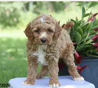 Joy, a female Poodle - Miniature  for sale in Alexandria, VA – 2 of 2