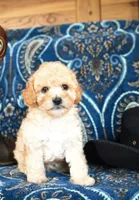 Fluffie, a male Cavapoo and Poodle - Toy  for sale in Alexandria, VA – 3 of 3
