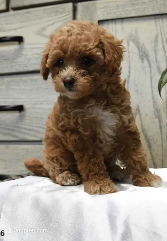 Karley – Poodle - Toy  puppy for sale in Alexandria, VA