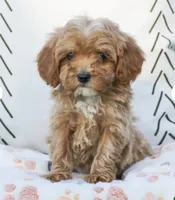 Leo, a male Cavapoo and Poodle - Toy  for sale in Alexandria, VA – 3 of 3