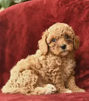 Khloe , a female Poodle - Toy  for sale in Alexandria, VA – 3 of 3