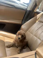 Coco, a female Poodle - Toy  for sale in Alexandria, VA – 2 of 3