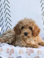 Lincoln , a male Cavapoo and Poodle - Toy  for sale in Alexandria, VA – 2 of 2