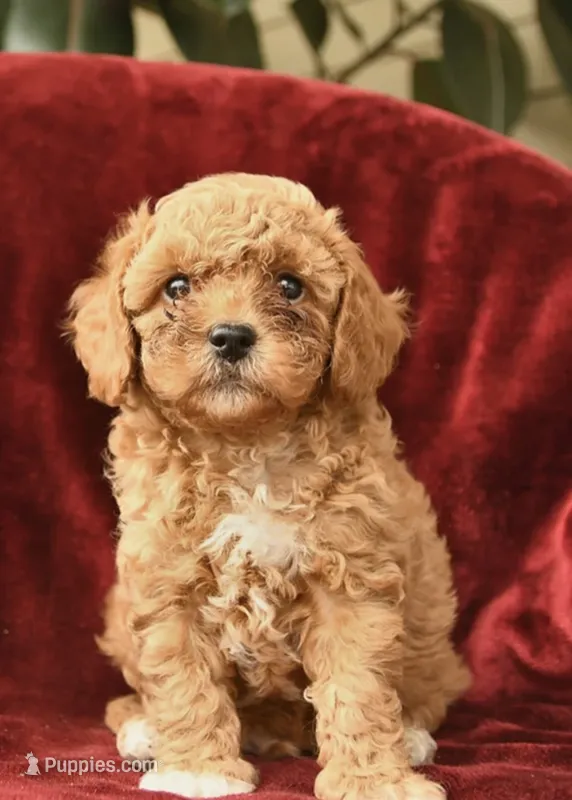 Khloe  – Poodle - Toy  puppy for sale in Alexandria, VA