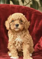 Khloe , a female Poodle - Toy  for sale in Alexandria, VA – 1 of 3