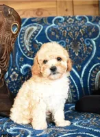 Fluffie, a male Cavapoo and Poodle - Toy  for sale in Alexandria, VA – 2 of 3