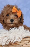 Ashley , a female Poodle - Toy  for sale in Alexandria, VA – 2 of 3