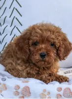 Teddy, a male Poodle - Toy  for sale in Alexandria, VA – 3 of 3
