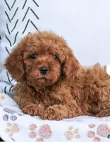Teddy, a male Poodle - Toy  for sale in Alexandria, VA – 2 of 3