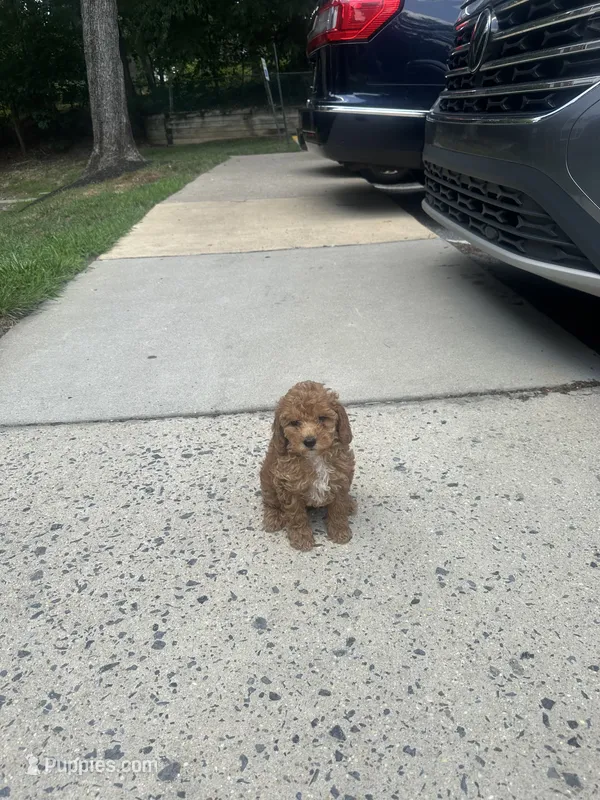 Khloe  – Poodle - Toy  puppy for sale in Alexandria, VA