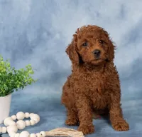 Sprinkles, a male Poodle - Toy  for sale in Alexandria, VA – 2 of 2