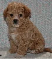 Peaches, a female Poodle - Toy  for sale in Alexandria, VA – Photo 3 of 3