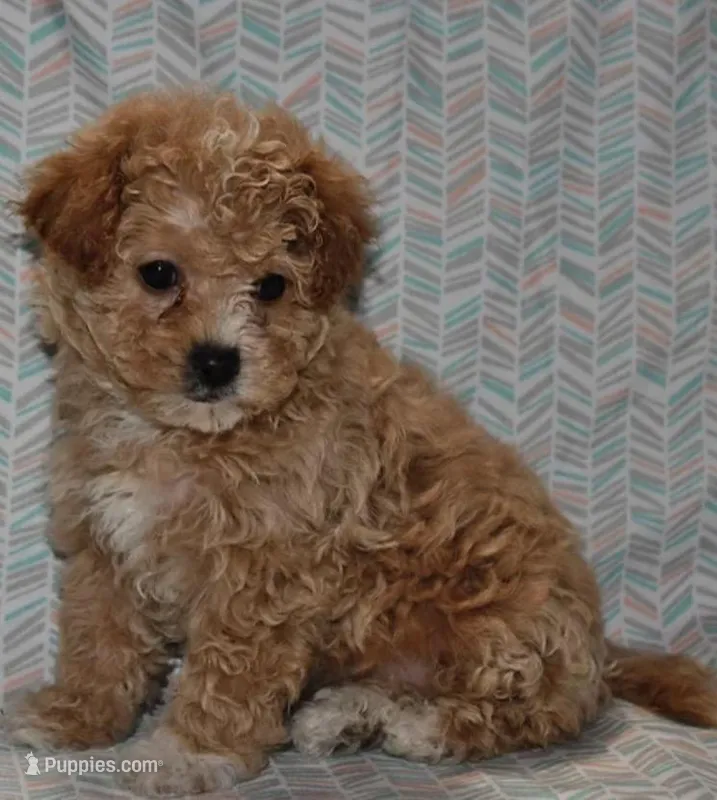 Peaches – Poodle - Toy  puppy for sale in Alexandria, VA