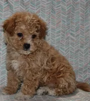 Peaches, a female Poodle - Toy  for sale in Alexandria, VA – Photo 1 of 3