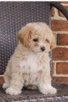 Coco, a female Poodle - Toy  for sale in Alexandria, VA – Photo 4 of 4