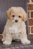 Coco, a female Poodle - Toy  for sale in Alexandria, VA – Photo 3 of 4