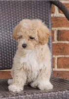 Coco, a female Poodle - Toy  for sale in Alexandria, VA – Photo 2 of 4