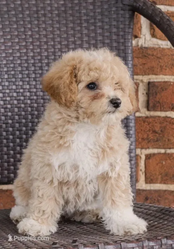 Coco – Poodle - Toy  puppy for sale in Alexandria, VA