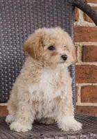 Coco, a female Poodle - Toy  for sale in Alexandria, VA – Photo 1 of 4
