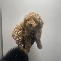 Sammy, a male Poodle - Toy  for sale in Alexandria, VA – Photo 2 of 2