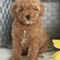 Sammy, a male Poodle - Toy  for sale in Alexandria, VA – Photo 1 of 2