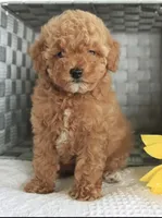 Sammy, a male Poodle - Toy  for sale in Alexandria, VA – Photo 2 of 2