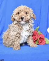 Smiley, a male Poodle - Toy  for sale in Alexandria, VA – Photo 2 of 2