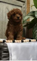 Smokey, a male Poodle - Toy  for sale in Alexandria, VA – 2 of 3