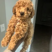 Kayla, a female Poodle - Toy  for sale in Alexandria, VA – Photo 1 of 3