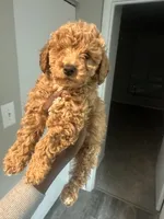 Kayla, a female Poodle - Toy  for sale in Alexandria, VA – Photo 1 of 3