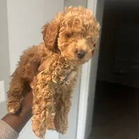 Kayla, a female Poodle - Toy  for sale in Alexandria, VA – Photo 2 of 3