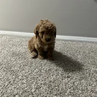Kayla, a female Poodle - Toy  for sale in Alexandria, VA – Photo 3 of 3