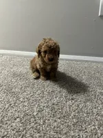 Kayla, a female Poodle - Toy  for sale in Alexandria, VA – Photo 3 of 3