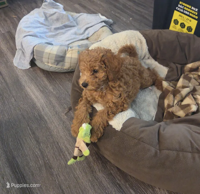 Jaylen  – Poodle - Toy  puppy for sale in Alexandria, VA