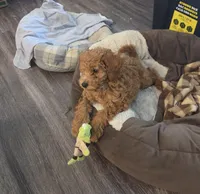 Jaylen , a male Poodle - Toy  for sale in Alexandria, VA – 1 of 3