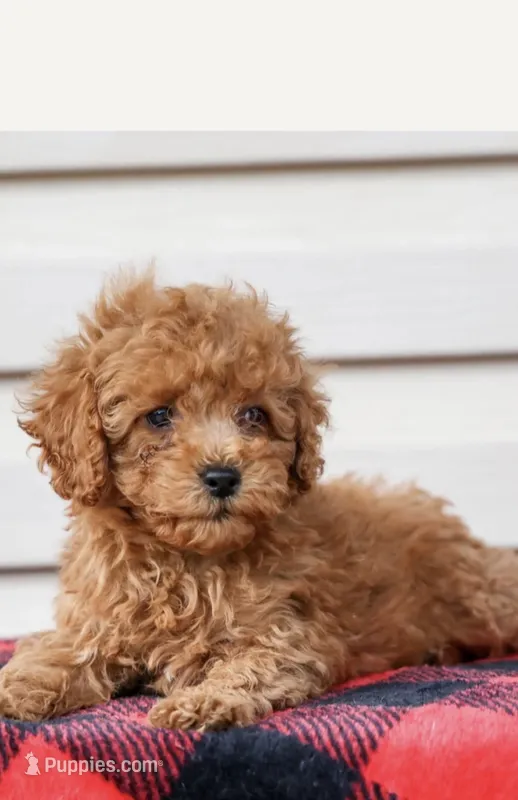 Ashley  – Poodle - Toy  puppy for sale in Alexandria, VA