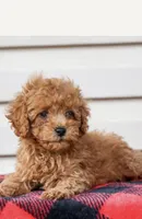 Ashley , a female Poodle - Toy  for sale in Alexandria, VA – 1 of 3