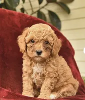 Khloe , a female Poodle - Toy  for sale in Alexandria, VA – 2 of 3