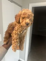Jaylen , a male Poodle - Toy  for sale in Alexandria, VA – 3 of 3