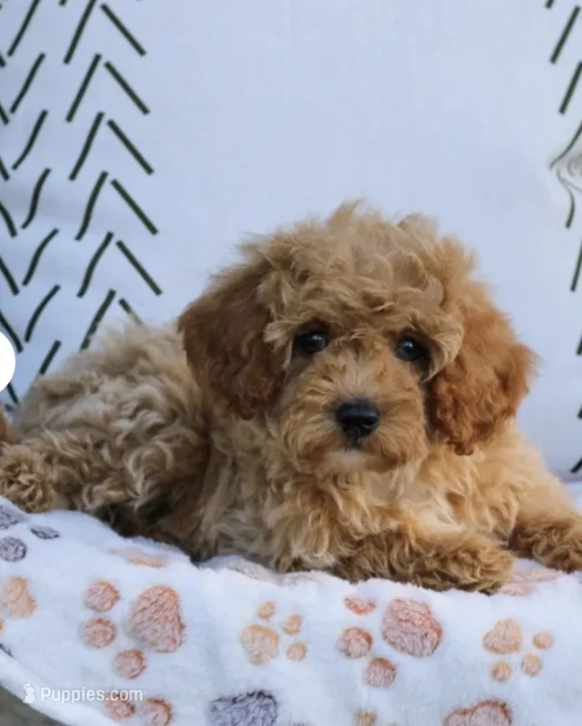 Lincoln , a male Cavapoo and Poodle - Toy  for sale in Alexandria, VA – 1 of 2