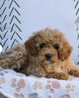 Lincoln , a male Cavapoo and Poodle - Toy  for sale in Alexandria, VA – 1 of 2